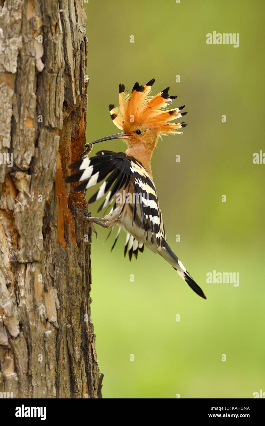 Upupa (Upupa epops) avvicinando la grotta di allevamento, Parco Nazionale di Kiskunsag, Ungheria Foto Stock