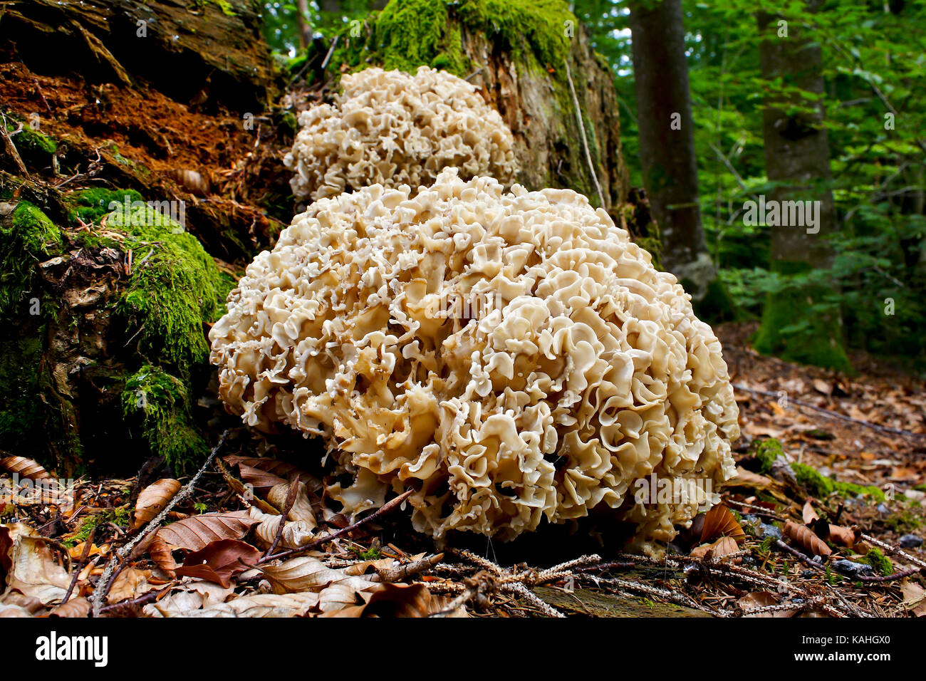 Legno fungo cavolfiore o legno fungo cavolfiore (Sparassis crispa) su marcio tronco di albero, Parco Nazionale della Foresta Bavarese Foto Stock