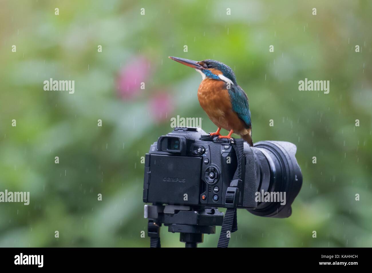 Common kingfisher (Alcedo atthis) è seduta su una telecamera, Hesse, Germania Foto Stock
