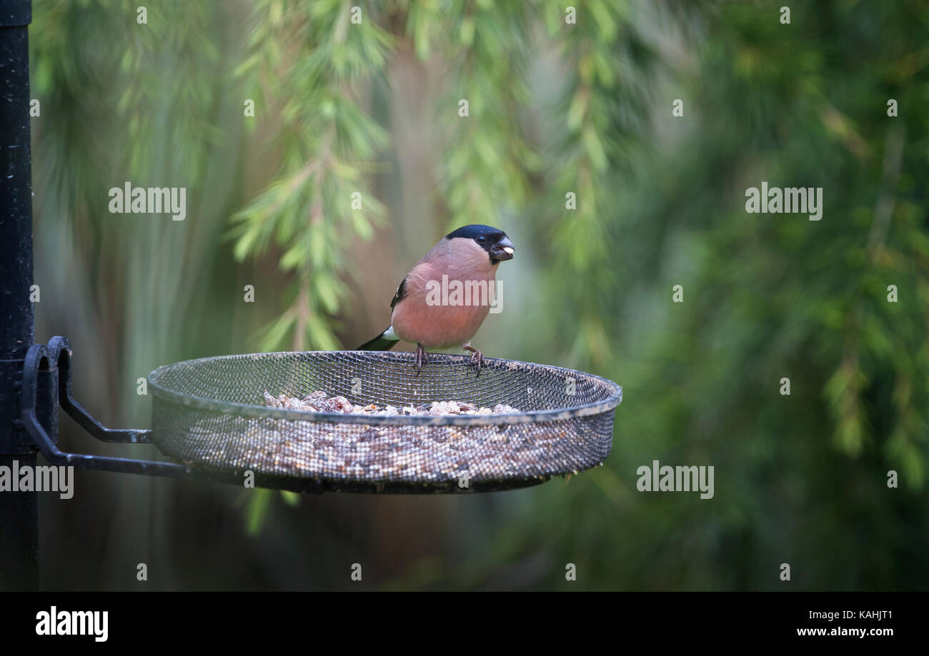 Bullfinch maschio Pyrrhula pyrrhula in un giardino cottage, Inghilterra,GB,UK. Foto Stock