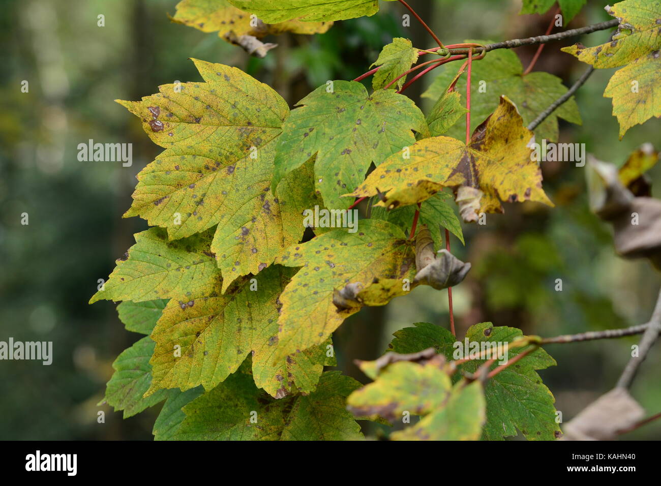 Foglie verdi iniziando a cambiare colore all'inizio dell'autunno. Foto Stock