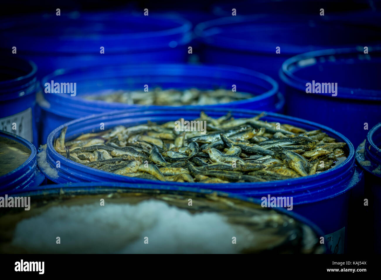 Acciughe in salamoia salata soluzione al roque anchois acciuga nella factory di collioure Francia Foto Stock