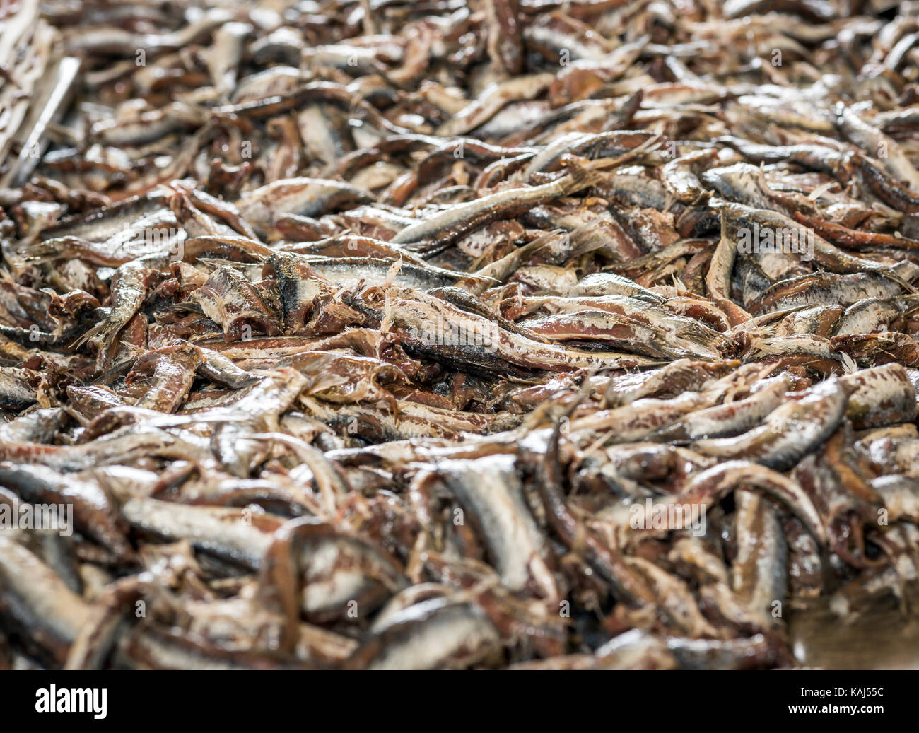 Una massa di acciughe salate al roque anchois acciuga nella factory di collioure Francia pronto per filettatura Foto Stock