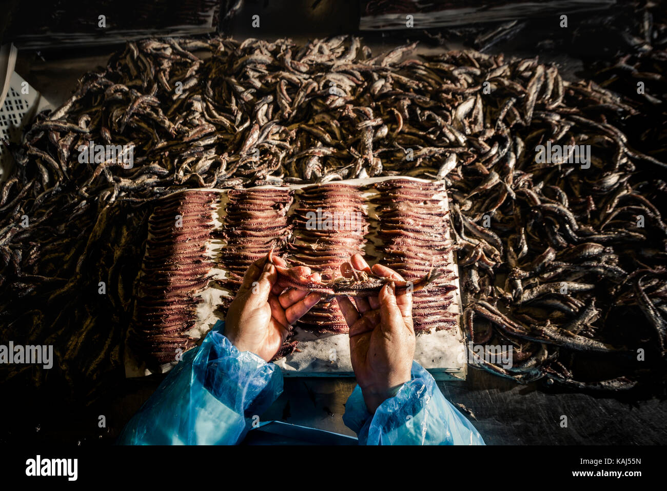 La preparazione e la sfilettatura acciughe salate al roque anchois acciuga nella factory di collioure Francia Foto Stock