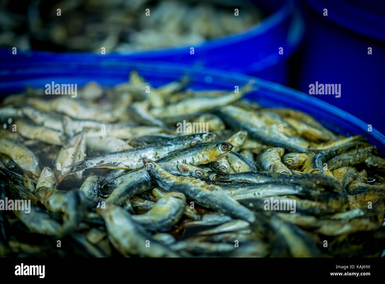 Acciughe in salamoia salata soluzione al roque anchois acciuga nella factory di collioure Francia Foto Stock