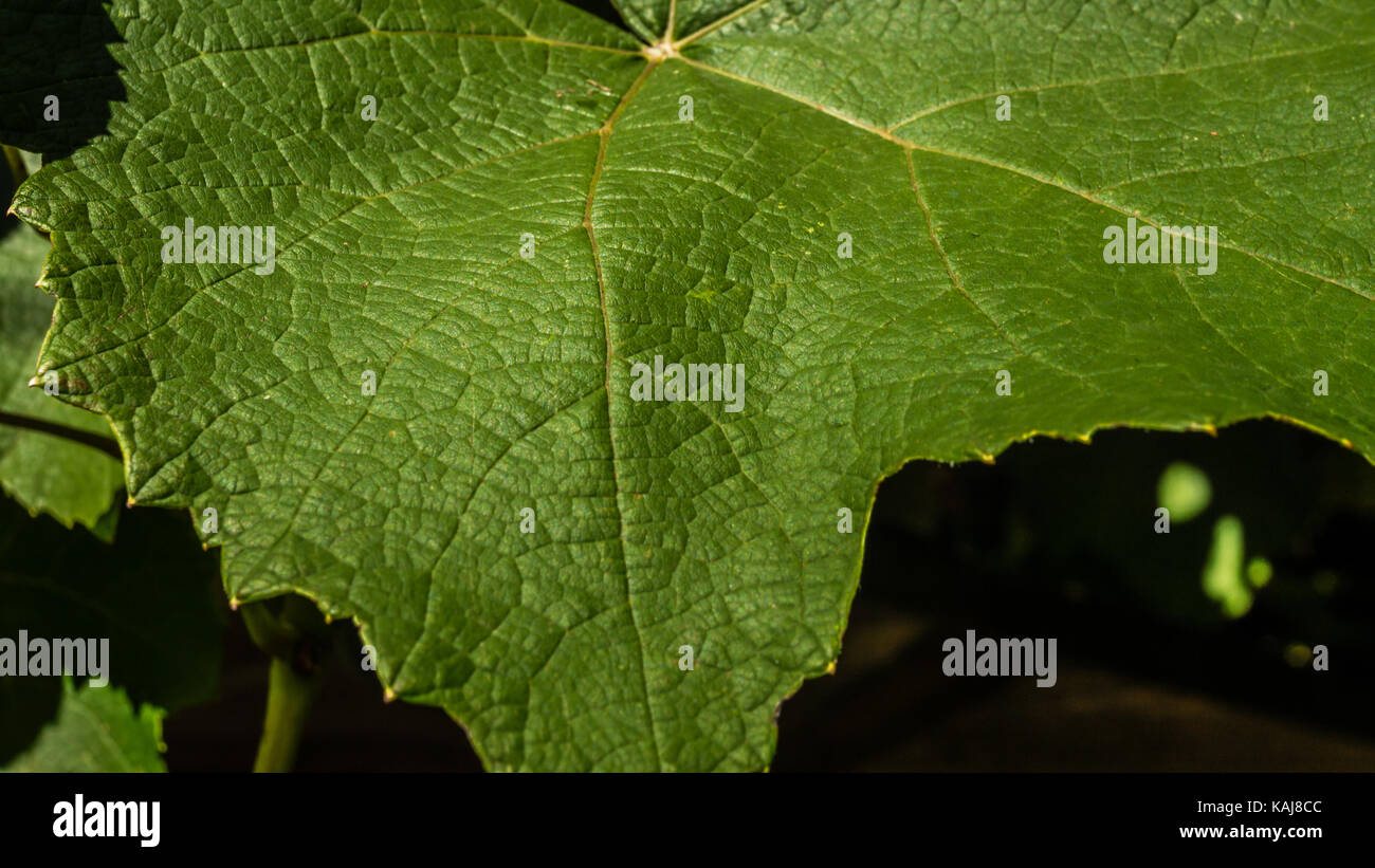 Verde foglia di vite Foto Stock