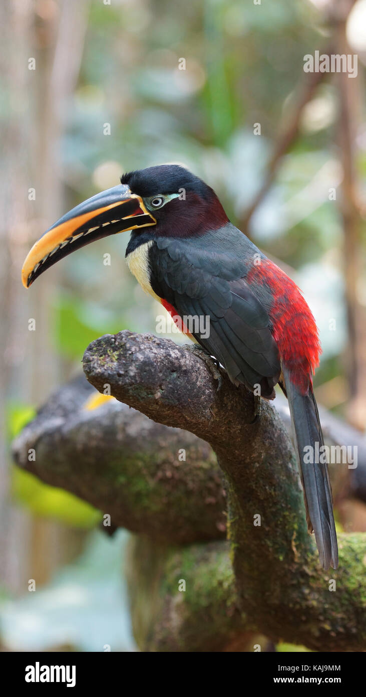 Toucan visto di profilo in Amazzonia ecuadoriana. nomi comuni: pichilingo. Nome scientifico: pteroglossus castanotis Foto Stock