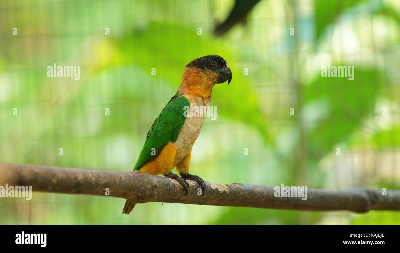 Piccolo verde, giallo e blu parrot in piedi su un ramo in Amazzonia ecuadoriana Foto Stock