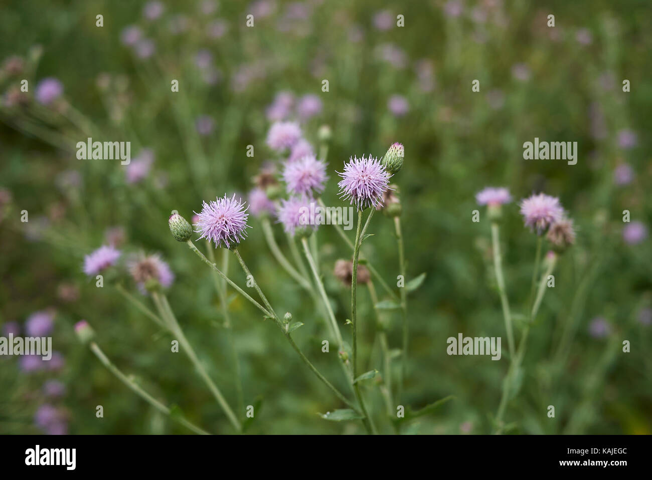 Cirsium arvense bloom Foto Stock