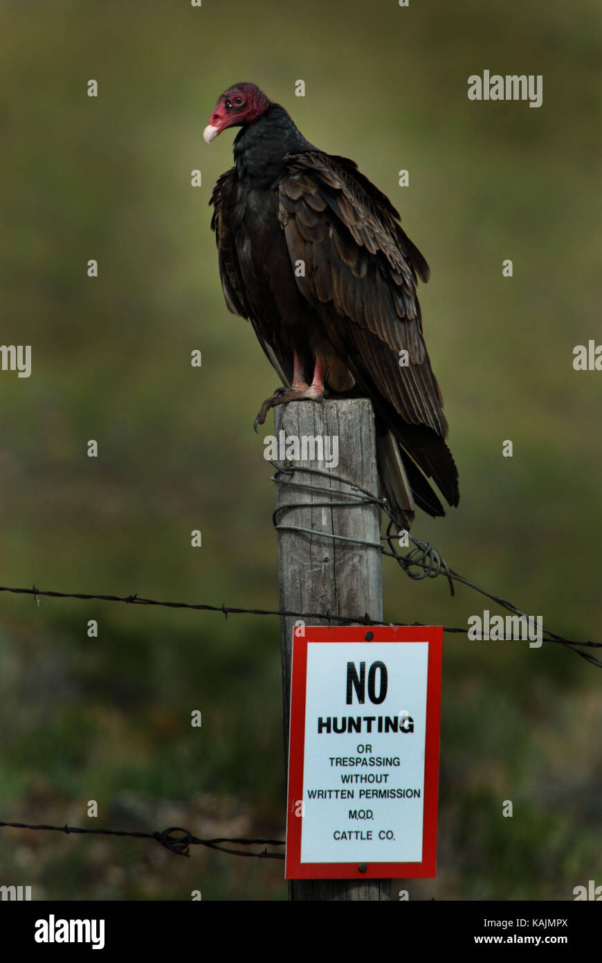 La Turchia Vulture seduto su un palo da recinzione con nessun segno di caccia Foto Stock