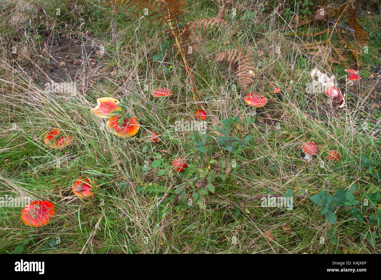 Gruppo di colorati fly agaric toadstools (amanita muscaria) crescente tra erba lunga in autunno Foto Stock