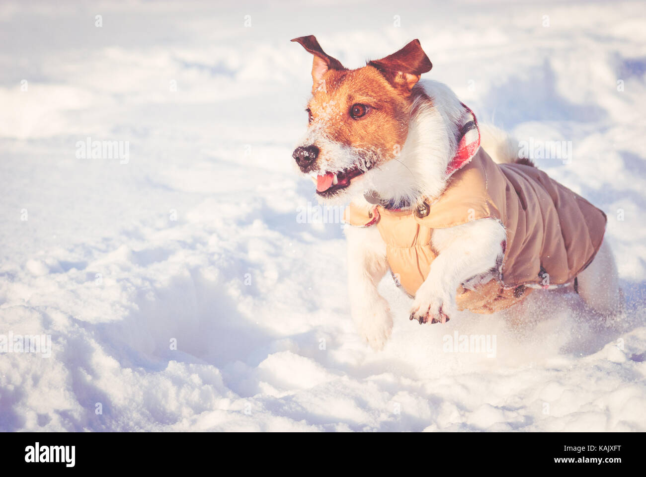 Scena invernale con il cane che corre sulla neve a soleggiata giornata fredda Foto Stock