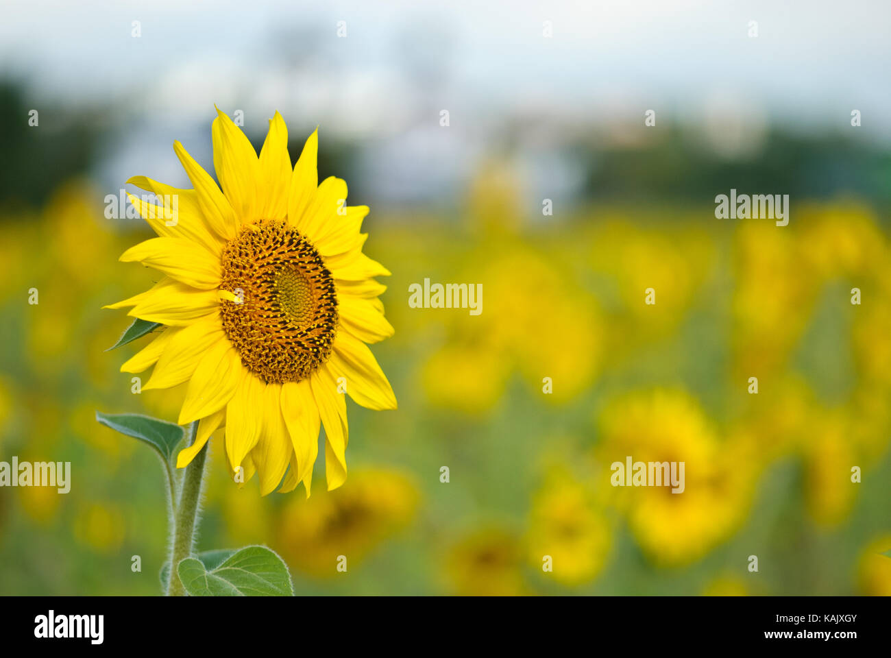 Sbocciare fiori di girasole nel campo su sfondo lucido Foto Stock