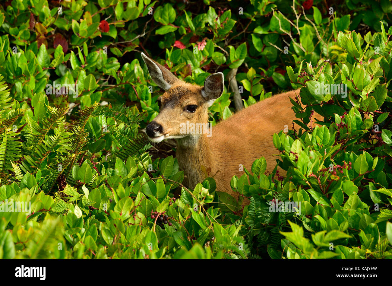 Una selvaggia femmina nera-tailed deer (Odocoileus hemionus columbianus);foraggio attraverso la vegetazione pesante lungo la costa occidentale dell'isola di Vancouver Brit Foto Stock