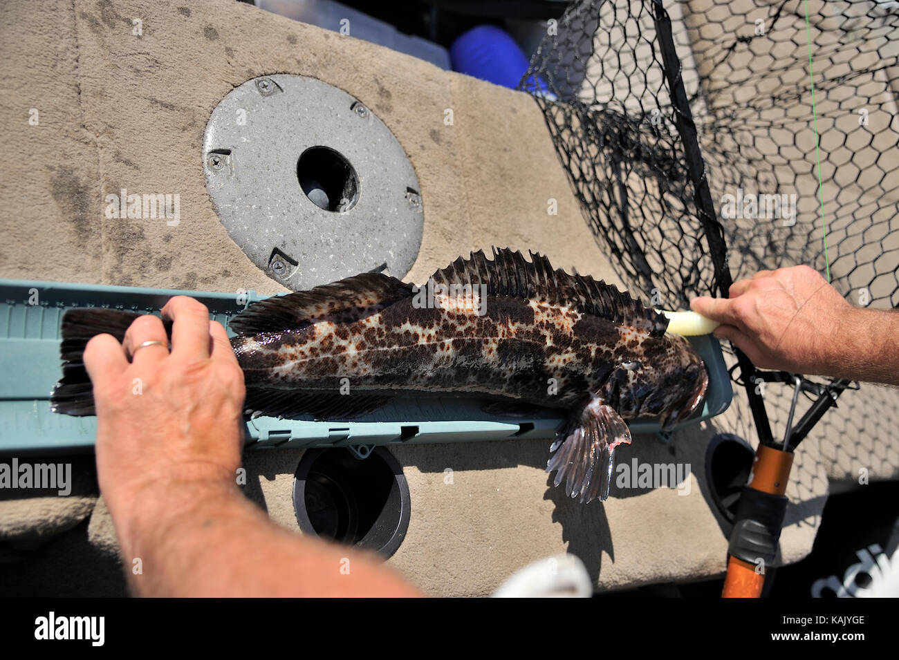 La misurazione di una Lingcod (Ophiodon elongatus), pesce appena pescato dalla canna e mulinello sulla costa ovest della British Columbia, Canada. Foto Stock