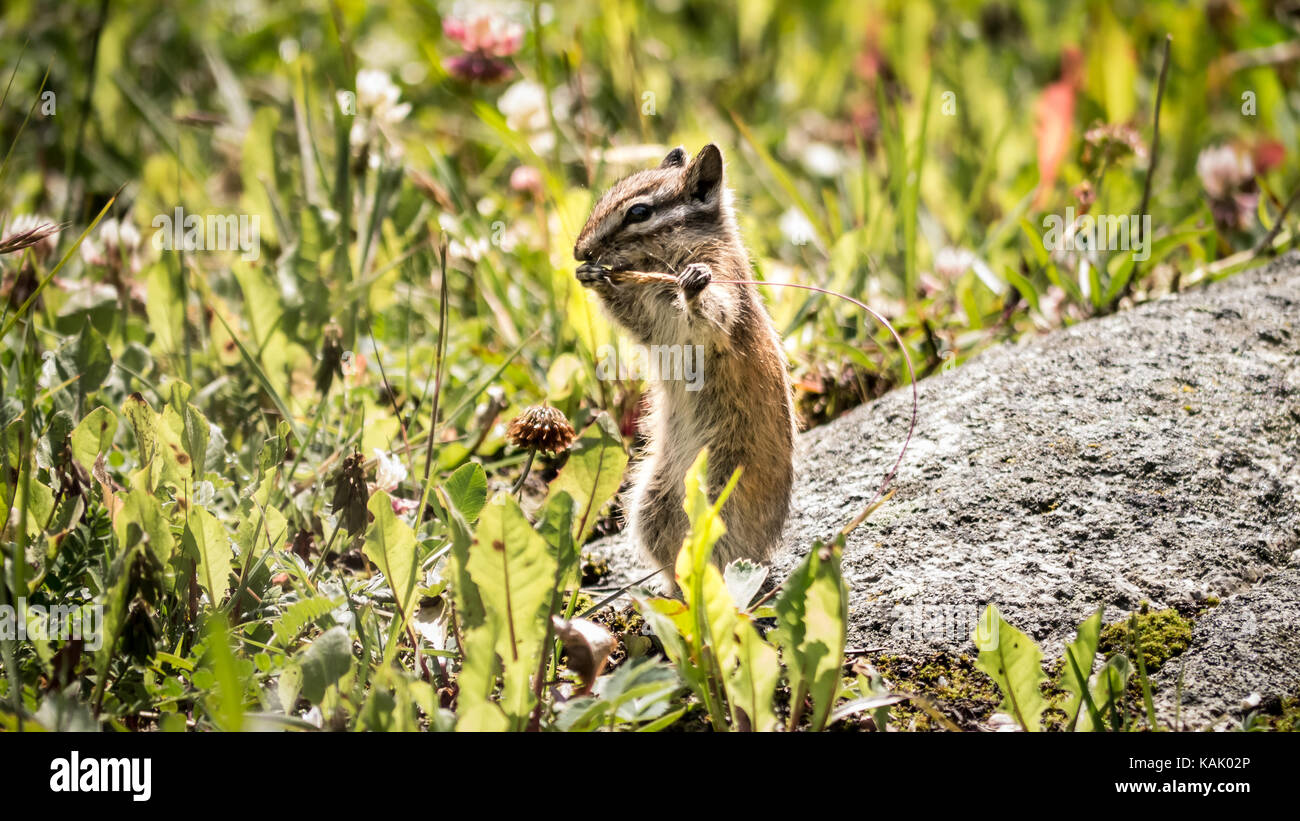 North American Least chipmunk (Tamias minimus) mangiare in un prato alpino circondato da fiori. (British Columbia, Canada) Foto Stock