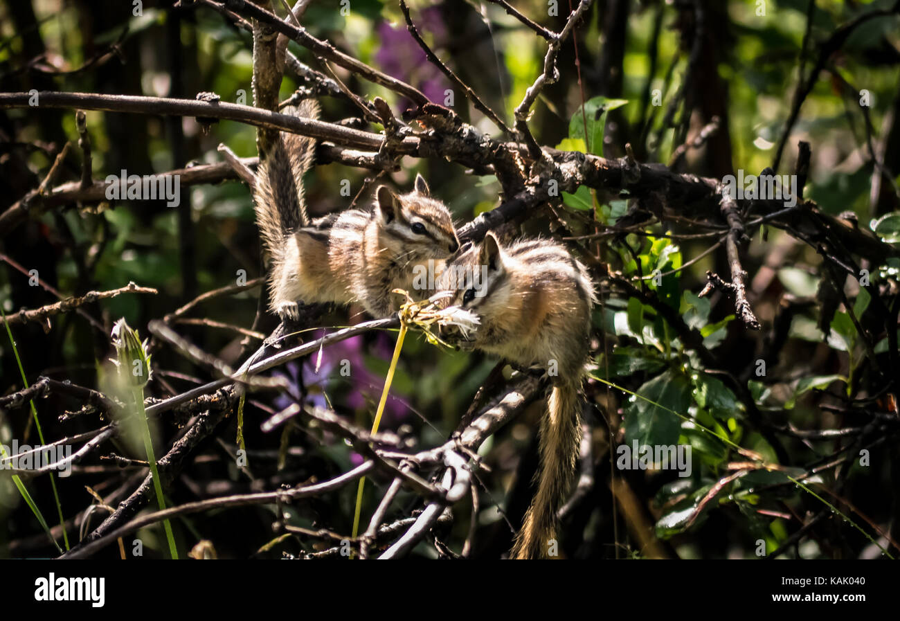 Due minimo chipmunks (Tamias minimus) in un arbusto. (British Columbia, Canada, Nord America) Foto Stock