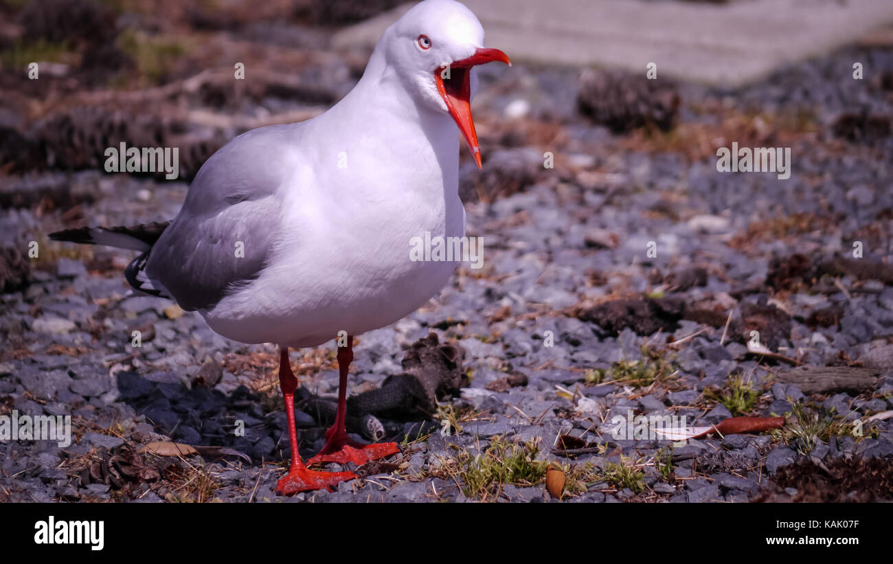 Un adulto rosso-fatturato gabbiano lamentando, primo piano. Foto scattata in Nuova Zelanda. Foto Stock