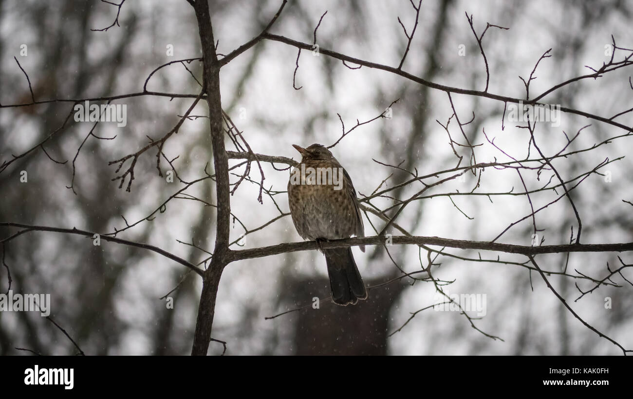 Un uccello nero femminile seduto su un ramo, gonfio in su mentre sta nevicando. (Foto scattata in Großer Garten, Dresda, Germania) Foto Stock