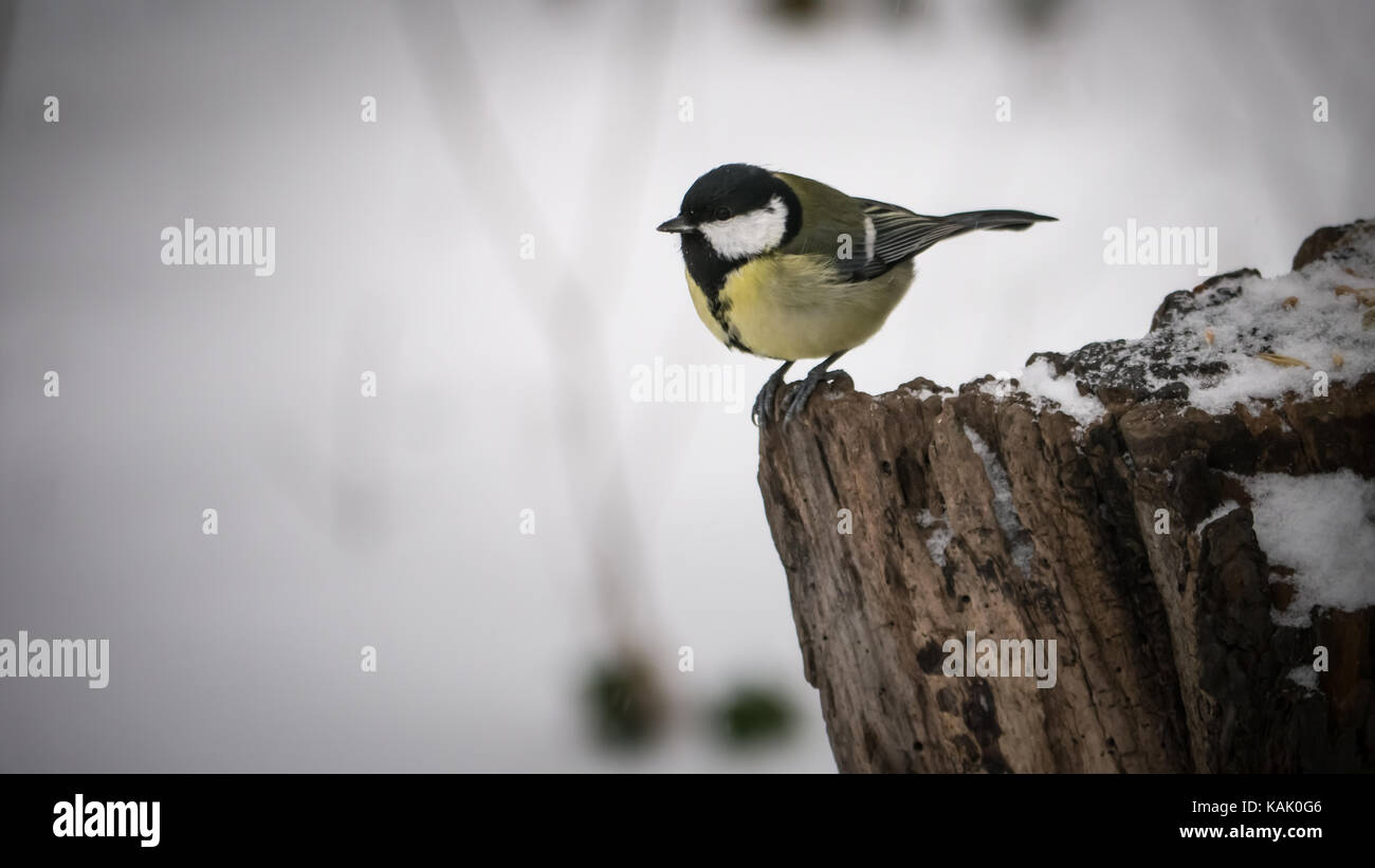 Un grande Tit/Kohlmeise seduto su un ceppo di alberi dove la gente ha lasciato il cibo degli uccelli per loro in inverno. (Foto scattata in Großer Garten, Dresda, Germania) Foto Stock