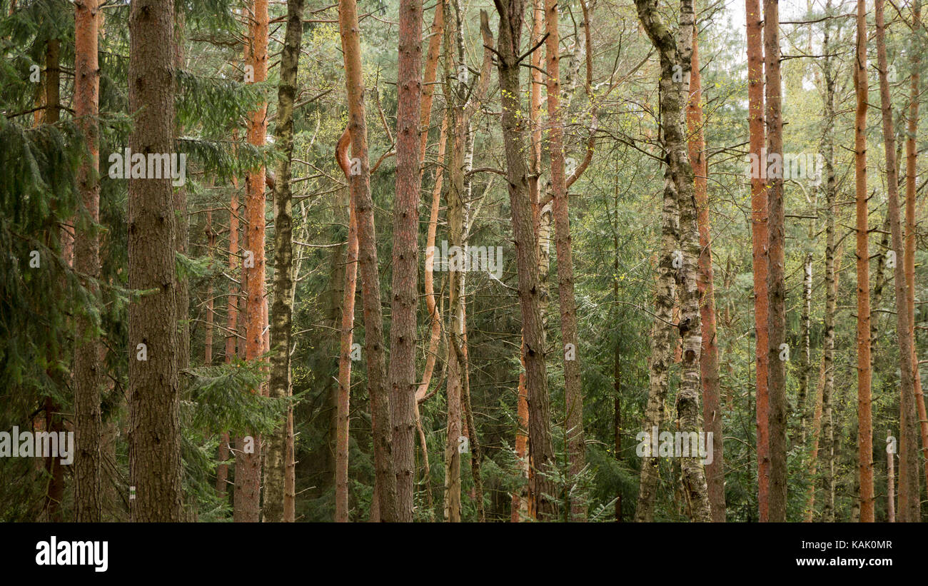 Tipica foresta (soprattutto pino e betulla) nel Sächsische Schweiz, Sassonia, Germania. Foto Stock