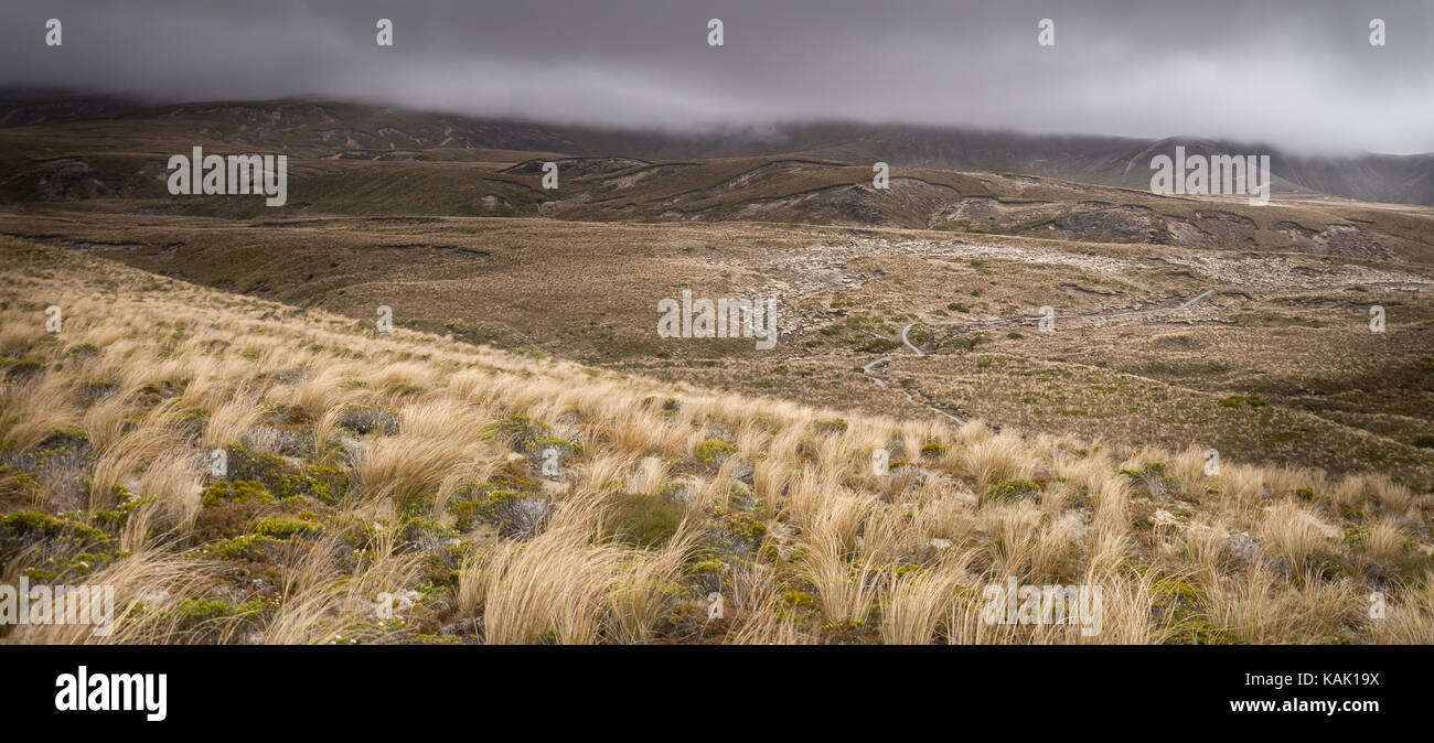 Il sentiero conduce attraverso prati tussock su un moody giornata nel parco nazionale di Tongariro ( Isola del nord, Nuova Zelanda). Foto Stock