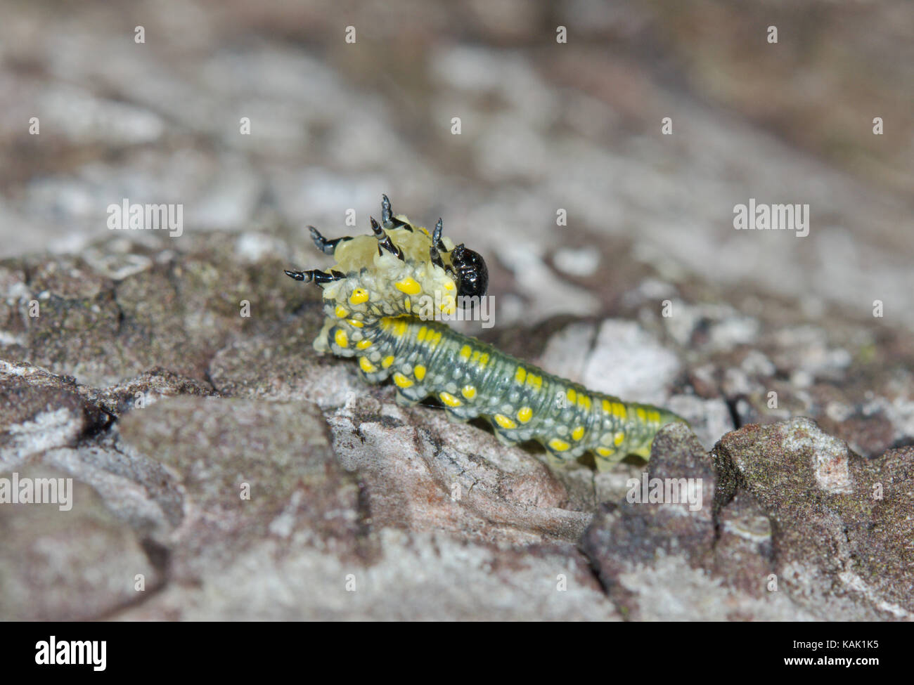 Scarse sawfly di pino (Diprion similis) in posizione difensiva. Sussex, Regno Unito Foto Stock
