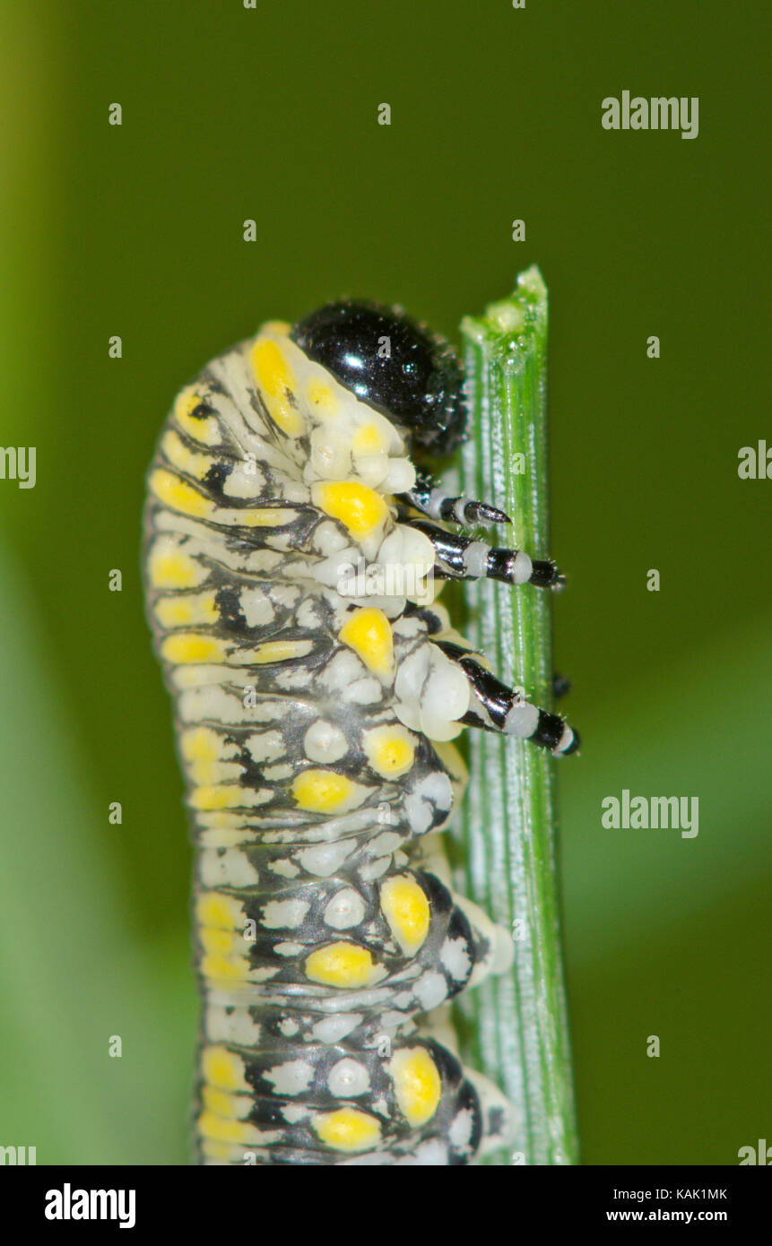 Scarse sawfly di pino (Diprion similis) Larva di close-up Foto Stock