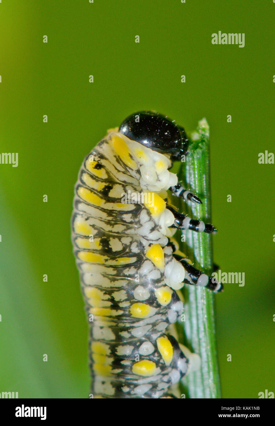 Scarsa introdotto sawfly di pino (Diprion similis) Larva alimentazione su un ago di pino - Macro. Sussex, Regno Unito Foto Stock