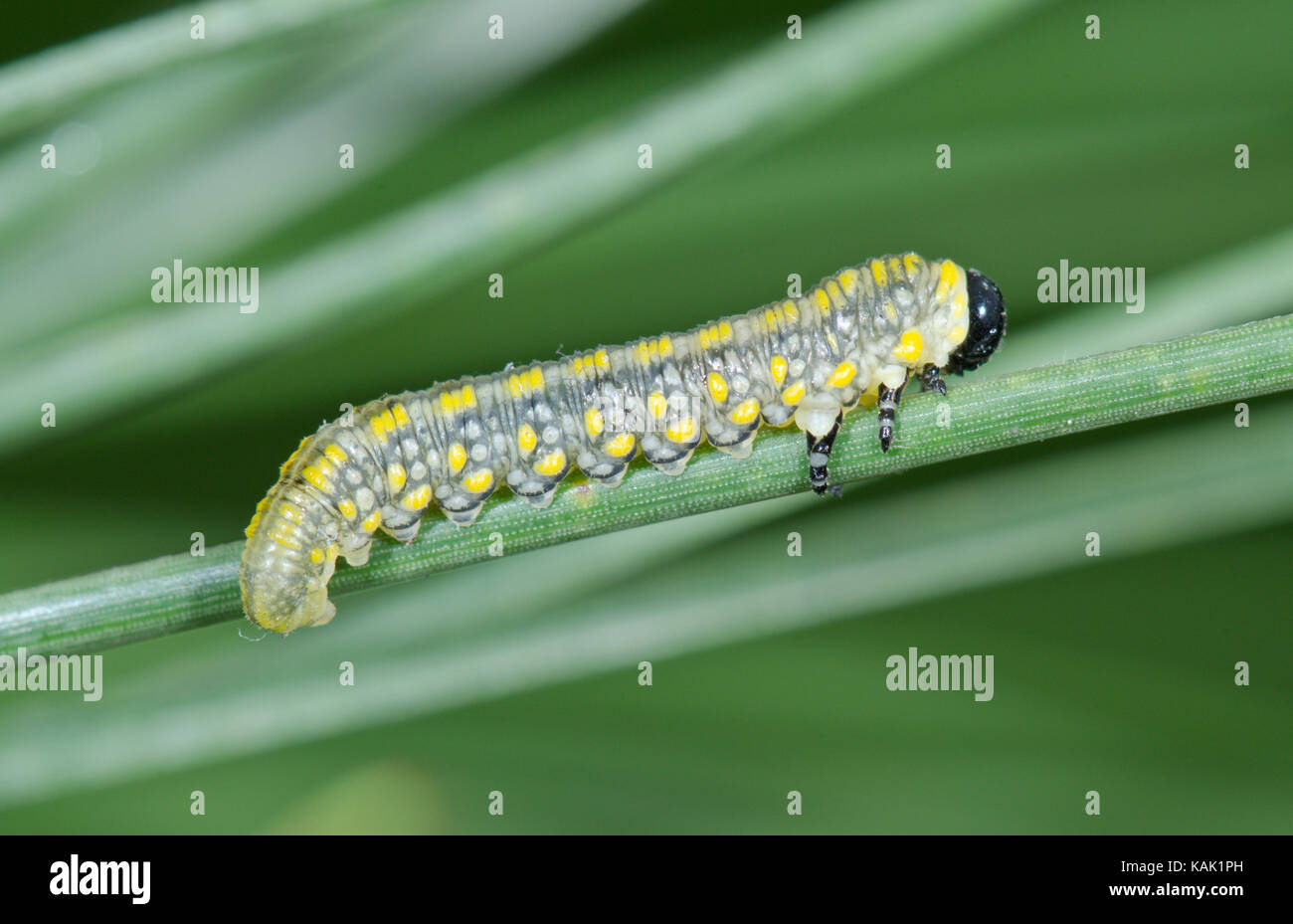 Scarse sawfly di pino (Diprion similis) Larva su ago di pino. Sussex, Regno Unito Foto Stock