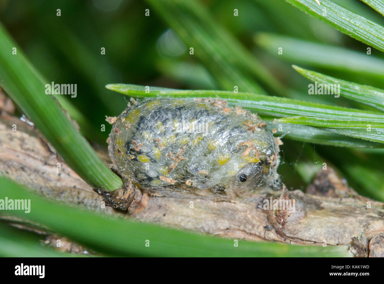 Scarse sawfly di pino (Diprion similis) Larva la filatura Cocoon 2 di 2. Sussex, Regno Unito Foto Stock