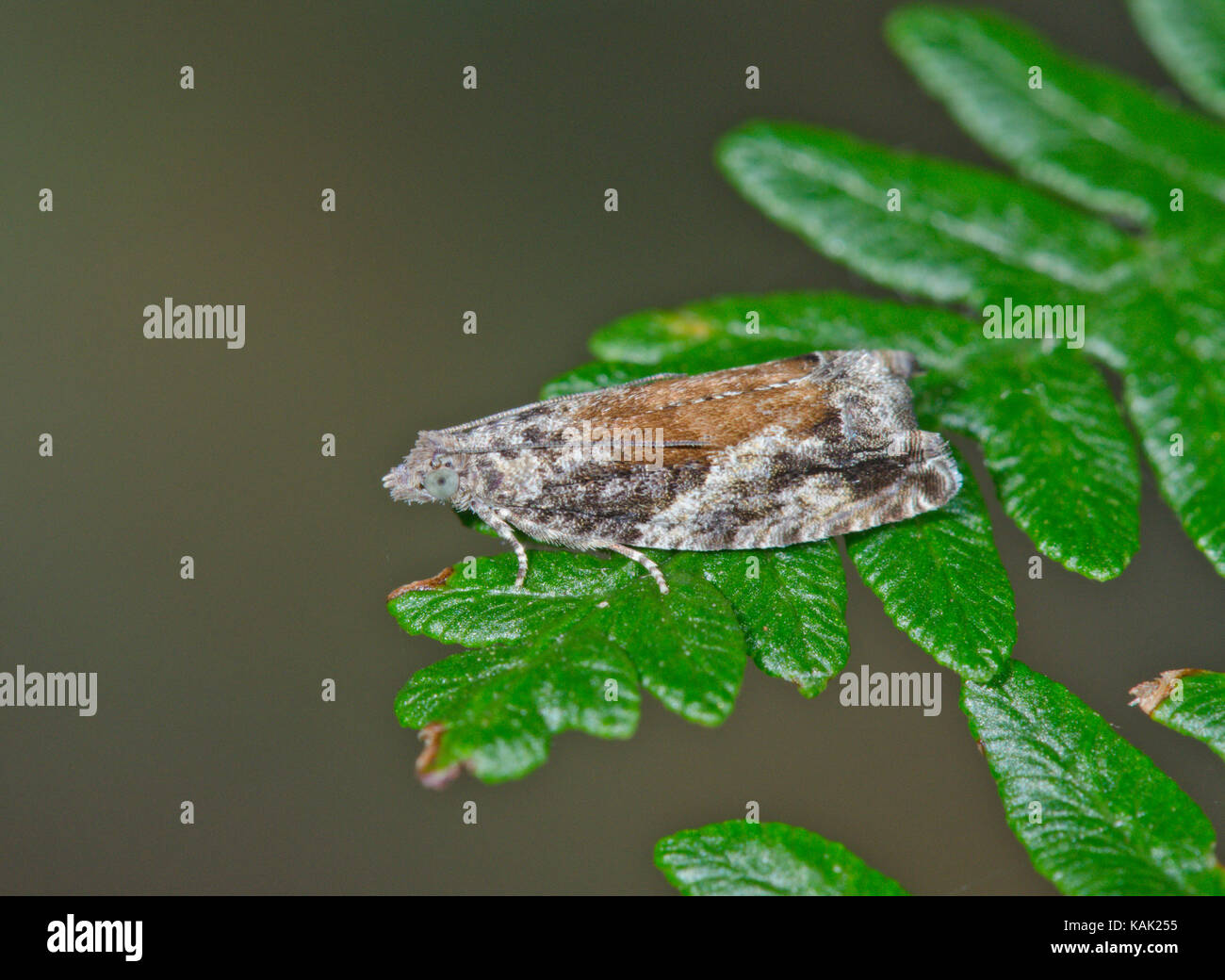 Grigio campana di pioppo Tortrix Tarma (Epinotia nisella). Sussex, Regno Unito Foto Stock