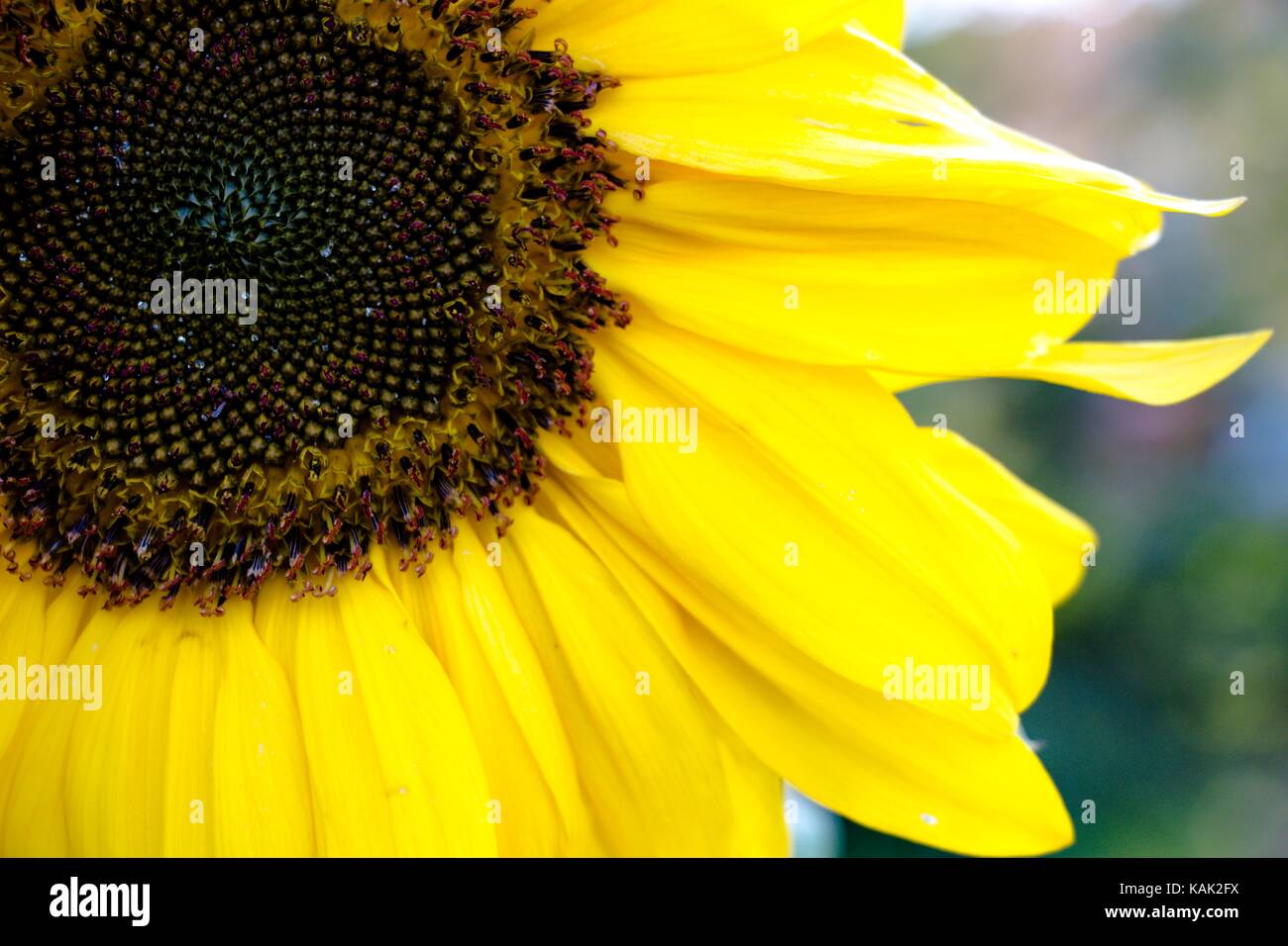 Di un colore giallo girasole fiore con grandi petali gialli crescente sul giardino nel villaggio. Foto Stock