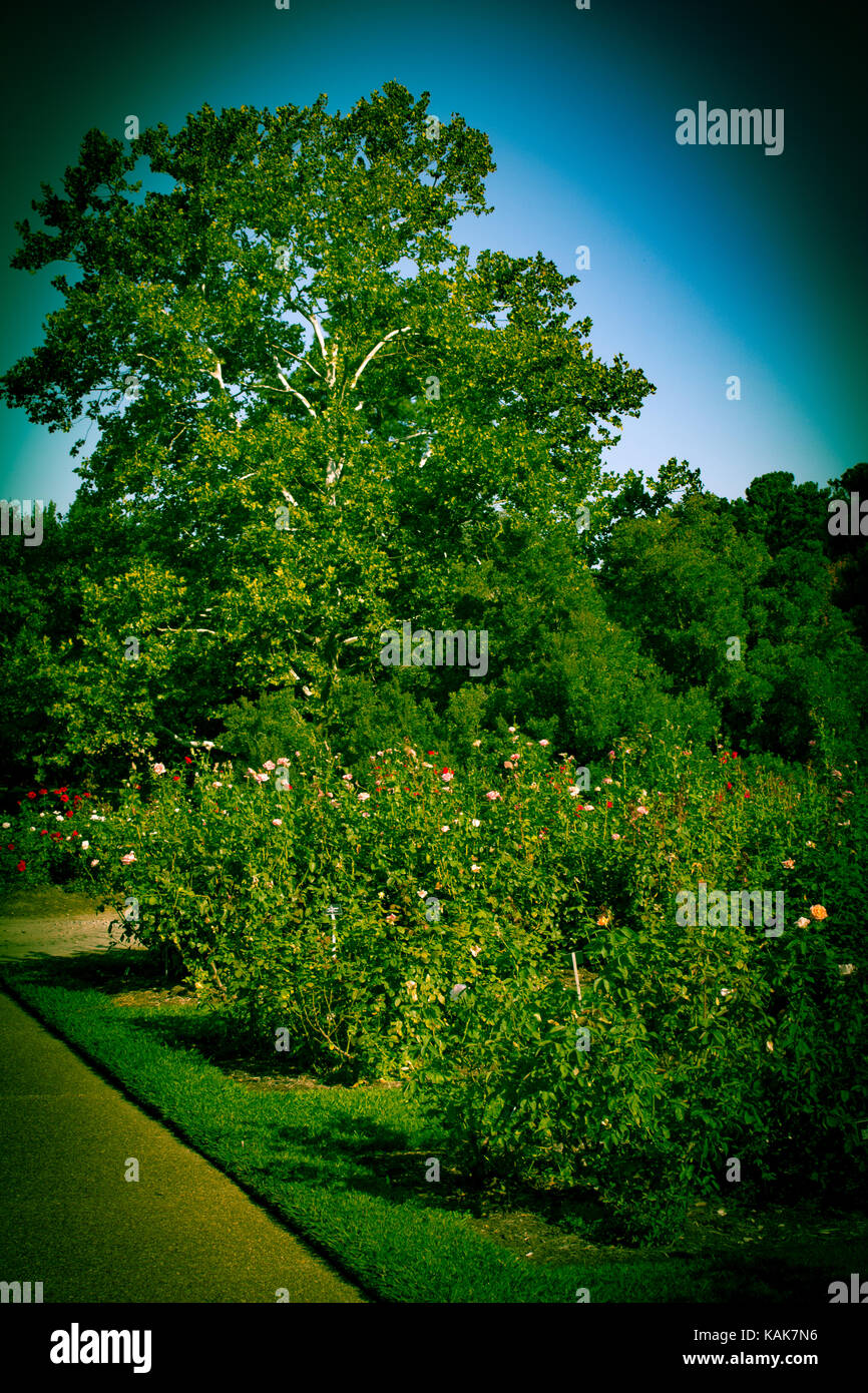 Norfolk Botanical Garden Foto Stock