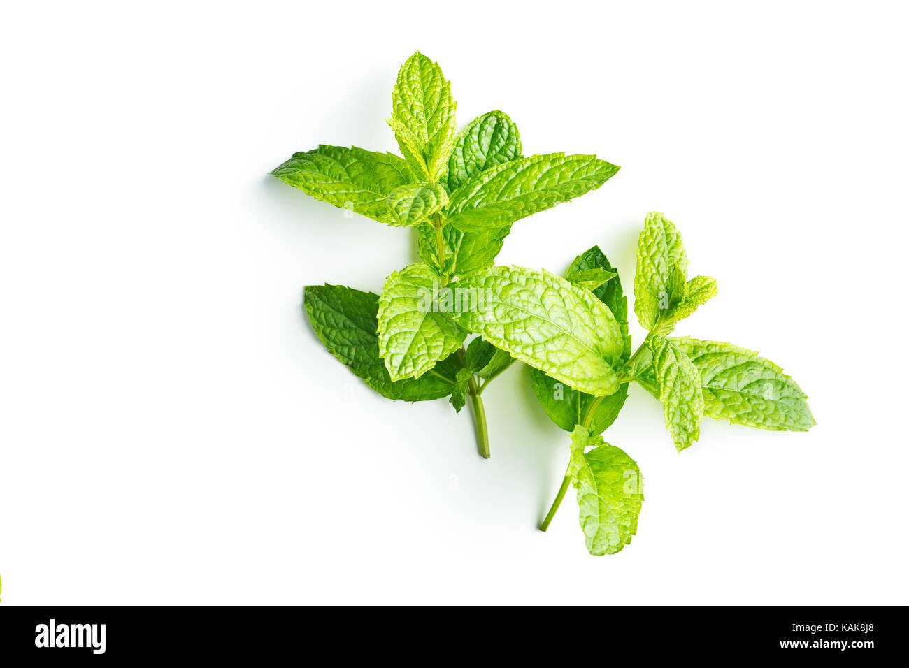Il ramo di foglie di menta isolati su sfondo bianco. Foto Stock