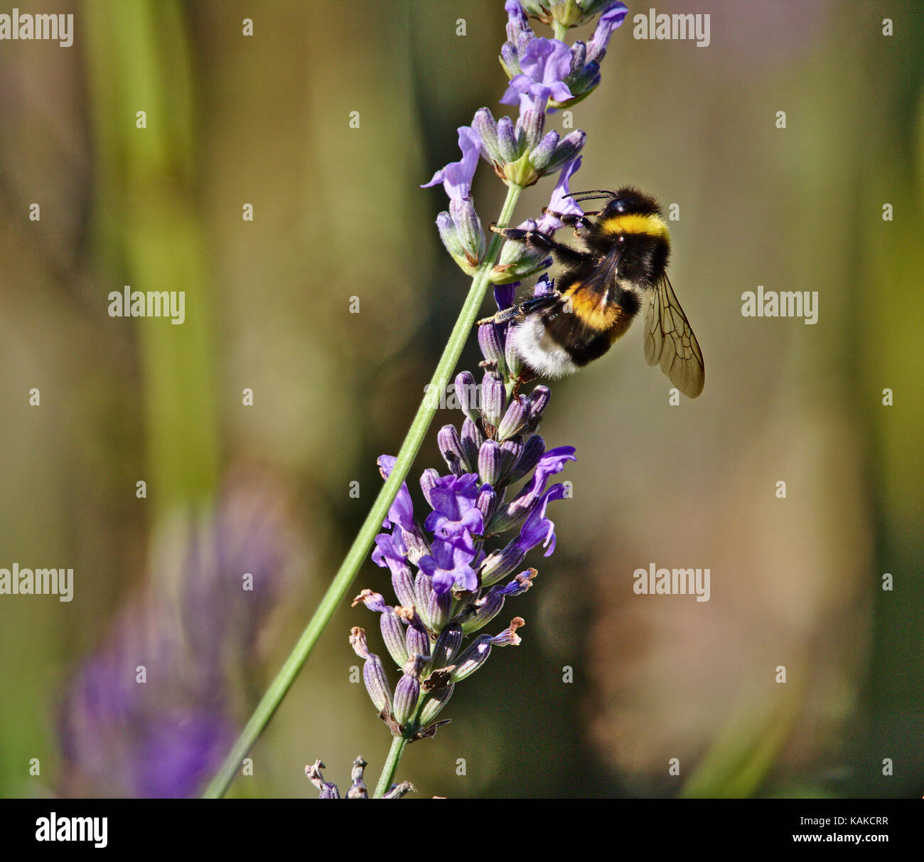 Northern white-tailed bumblebee seduto su una lavanda in fiore Foto Stock