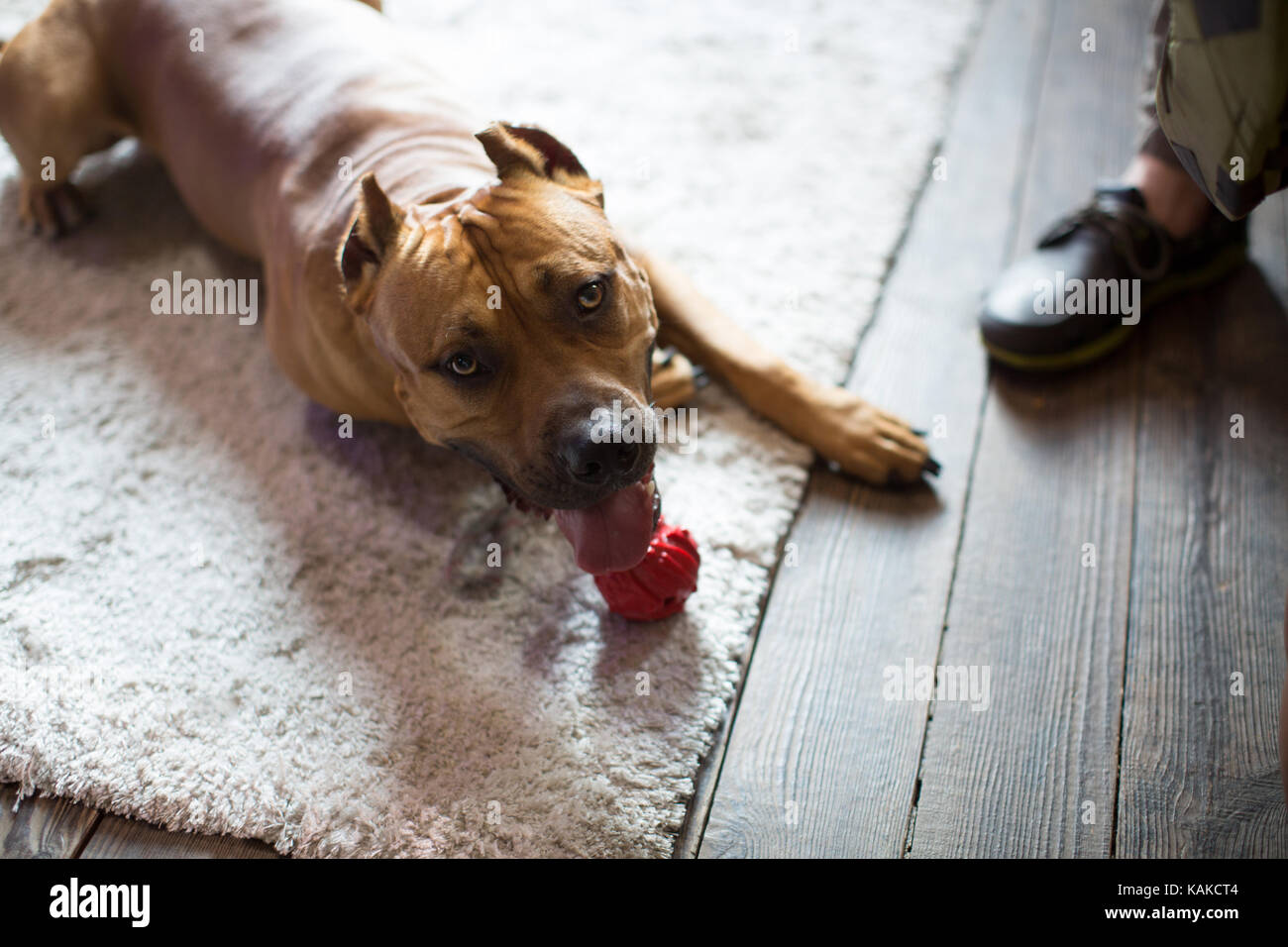 American Staffordshire terrier giace sul pavimento. Foto Stock