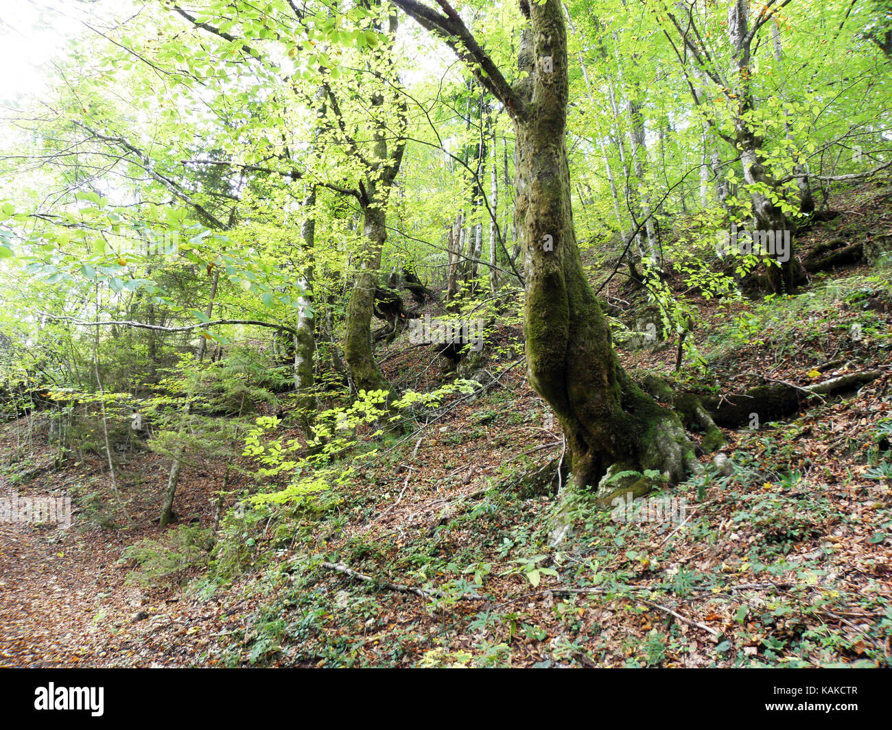 Foglie di autunno,natura croata,canyon kamacnik,l'Europa,3 Foto Stock
