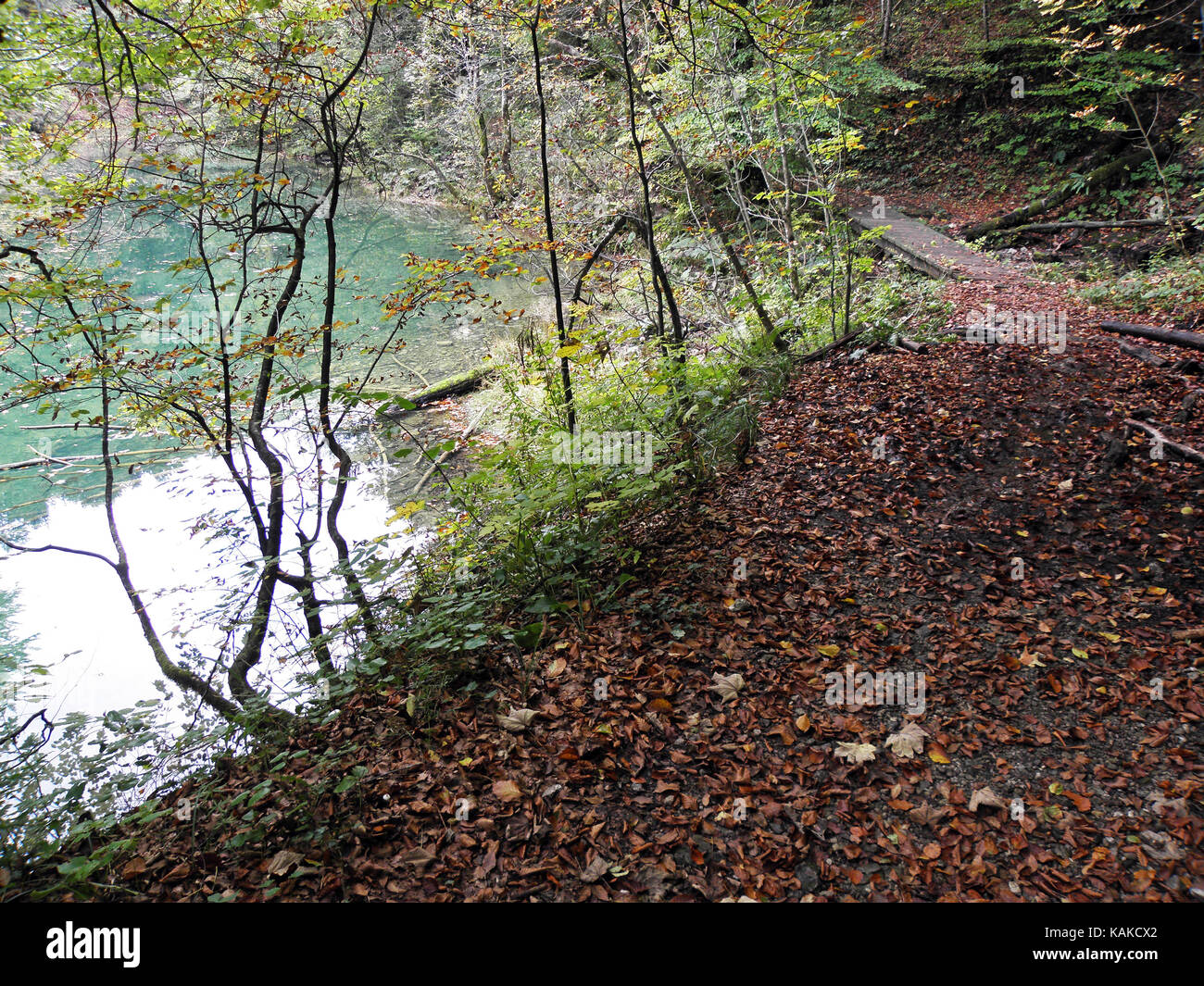 Foglie di autunno,natura croata,canyon kamacnik,l'Europa,4 Foto Stock
