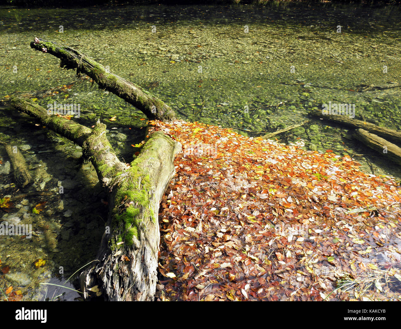Foglie di autunno,natura croata,canyon kamacnik,l'Europa,5 Foto Stock