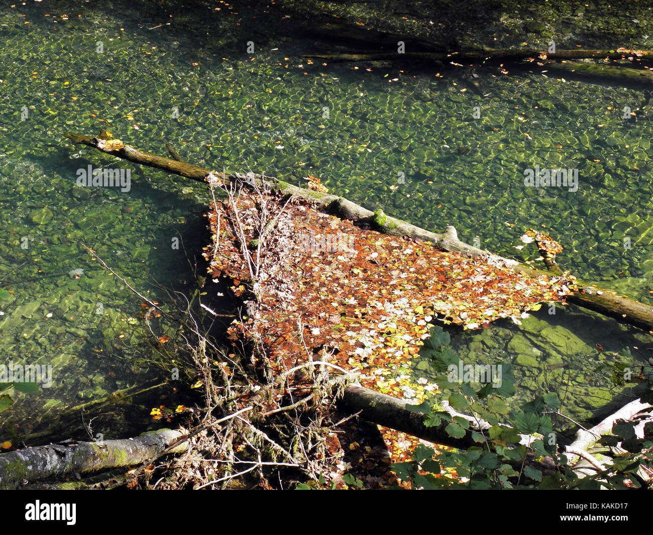 Foglie di autunno,natura croata,canyon kamacnik,l'Europa,8 Foto Stock
