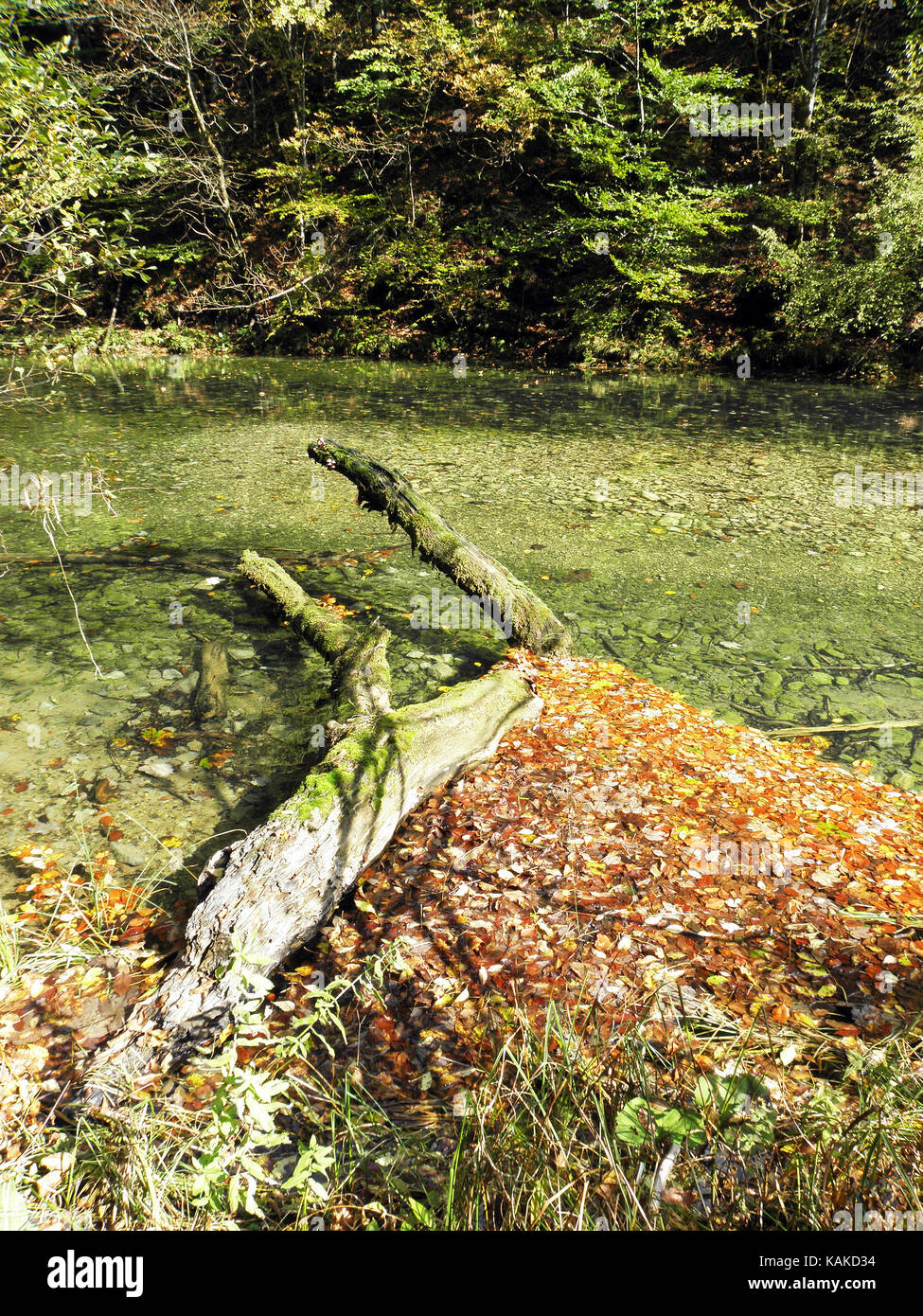 Foglie di autunno,natura croata,canyon kamacnik,l'Europa,9 Foto Stock