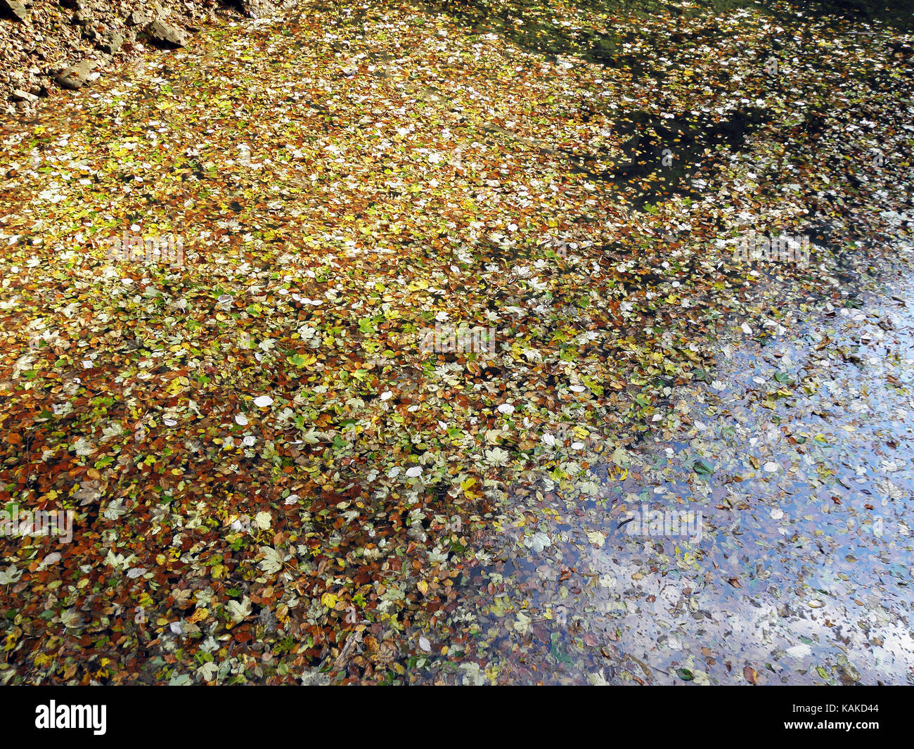 Foglie di autunno,natura croata,canyon kamacnik,l'Europa,11 Foto Stock