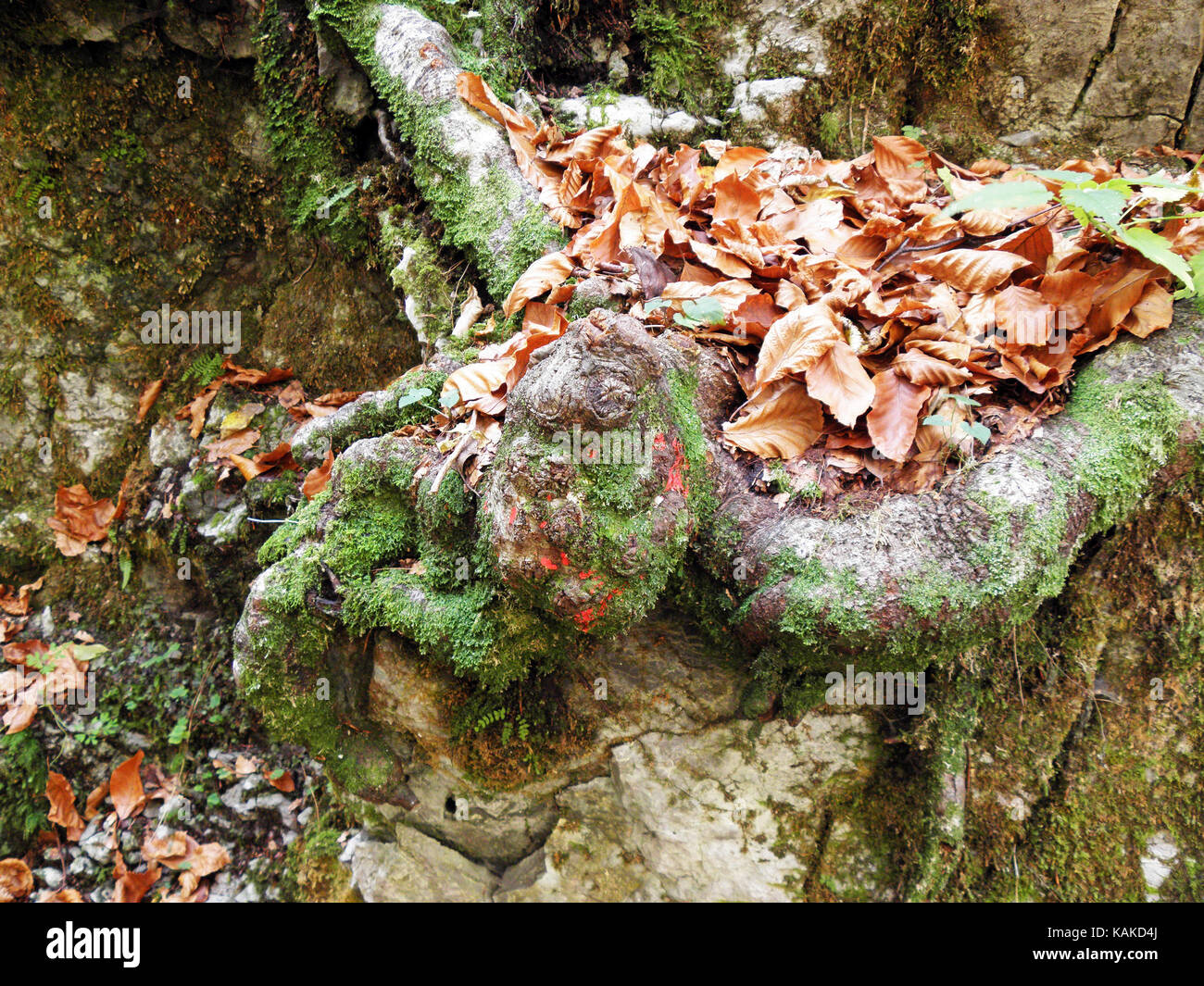 Foglie di autunno,natura croata,canyon kamacnik,l'Europa,12 Foto Stock