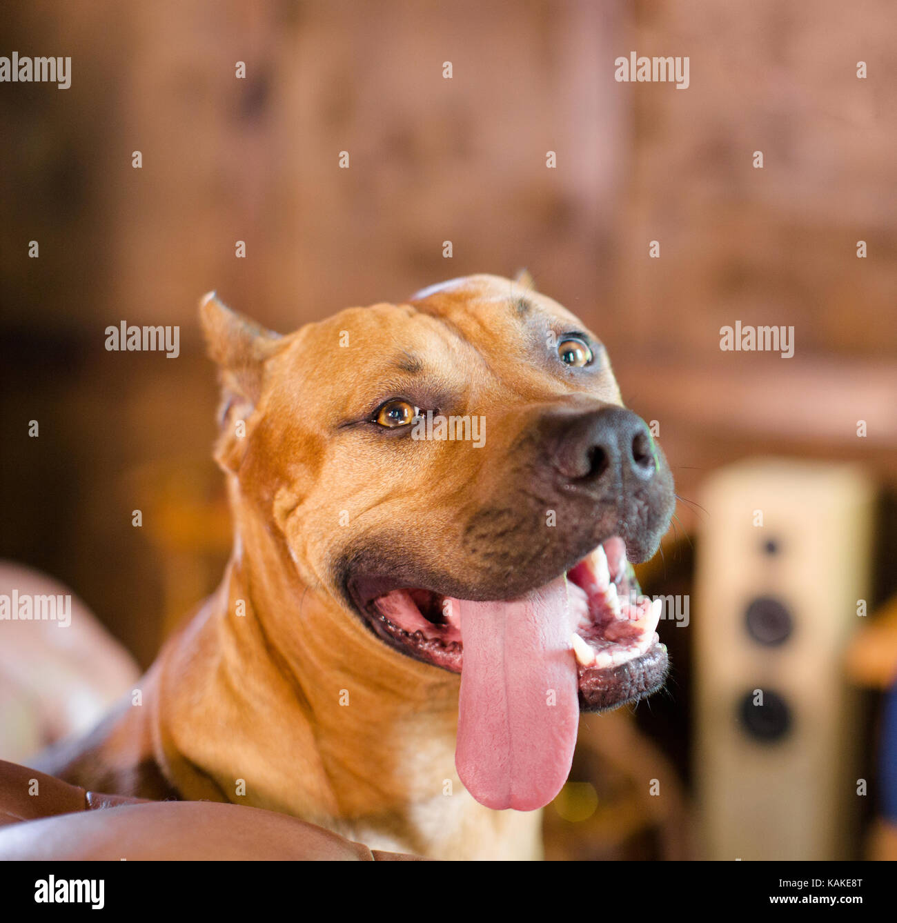 Close up ritratto di staffordshire terrier. Foto Stock