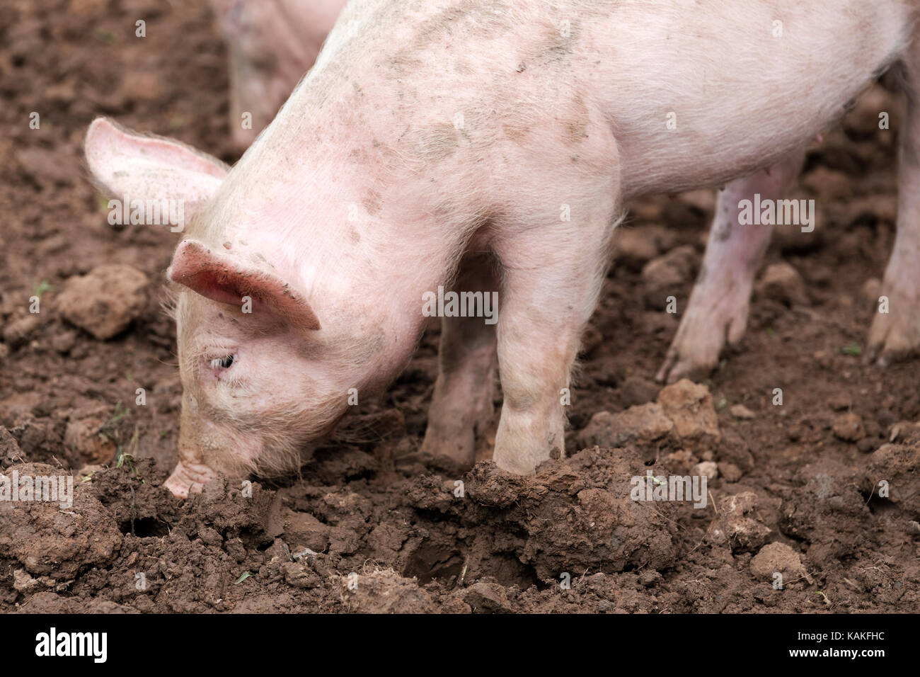 Un singolo gloucester old spot piglet in cerca di cibo nel fango di quercia fattoria inglese Foto Stock