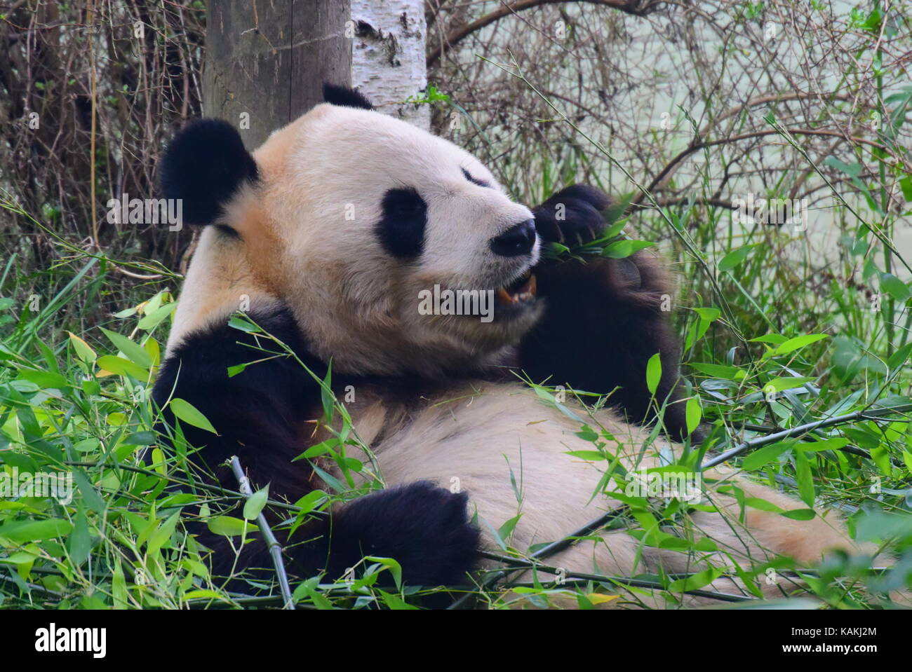 Panda gigante in Edinburgh Zoo Foto Stock