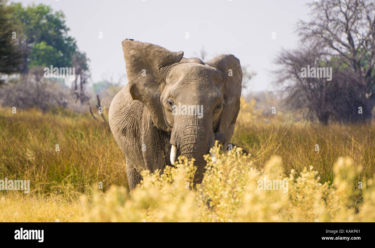 Elefante africano nella savana- Moremi Game Reserve Foto Stock
