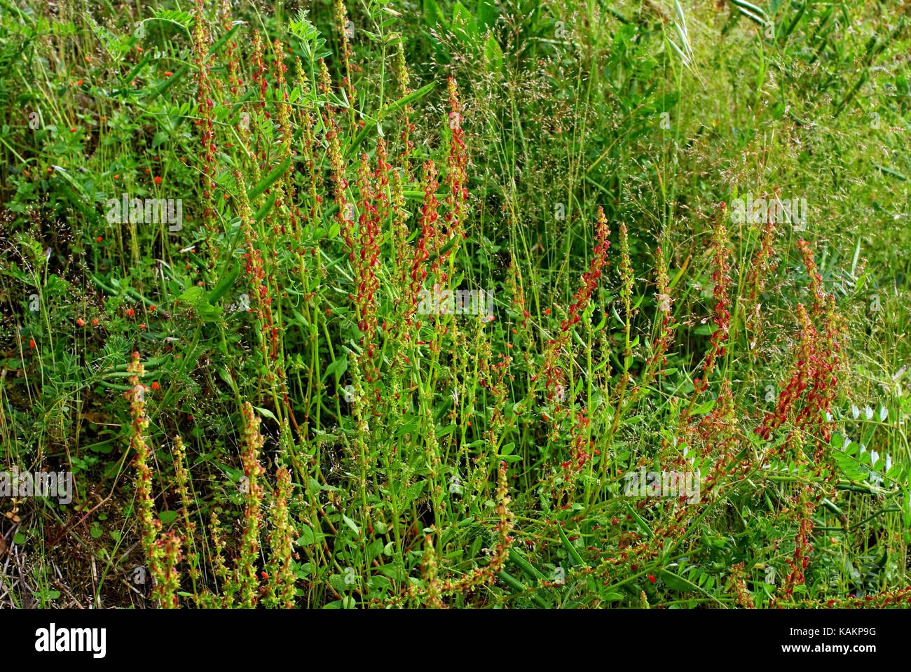 Una pianta selvatica in un prato: rumex bucephalophorus, red Dock o dock thorned, dalla famiglia poligonacee Foto Stock