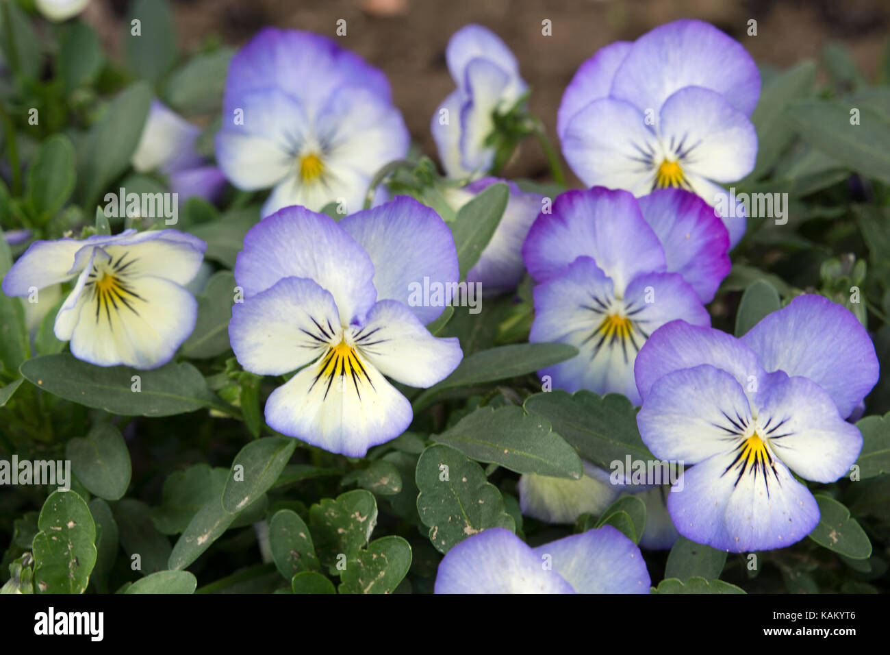 Gruppo di violette in fiore Foto Stock